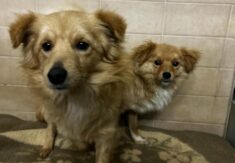 OLI in MILA iščeta nov dom