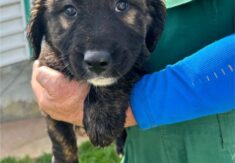 STORMY, KALI in HERA iščejo nove domove