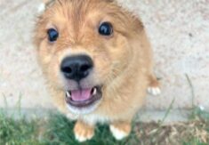 ROXY, LOTI, CHARLIE in ROLI iščejo nove domove